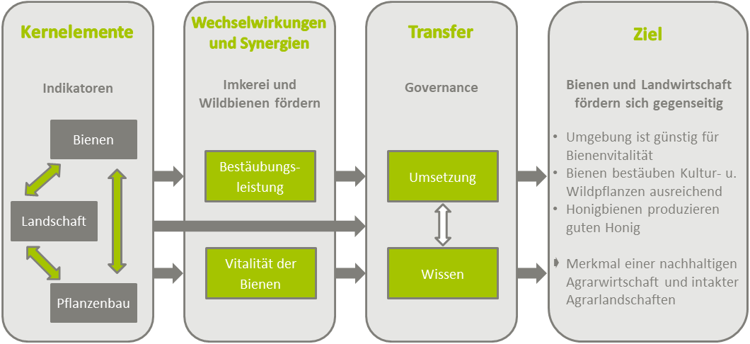 Graphische Darstellung, dass die Untersuchung und das Monitoring von Indikatoren (für den Zustand von Bienen, Landschaft und Pflanzenbau) zusammen mit der Untersuchung von Wechselwirkungen und Synergien zwischen Bestäubungsleitung und Bienenvitalität, sowie Wissenstransfer und Governance zum Ziel einer Synergie zwischen Bienen und Landwirtschaft beitragen.